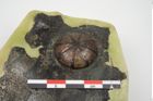 Foto von Bronzephalere (NHMW-PRAE-025405)